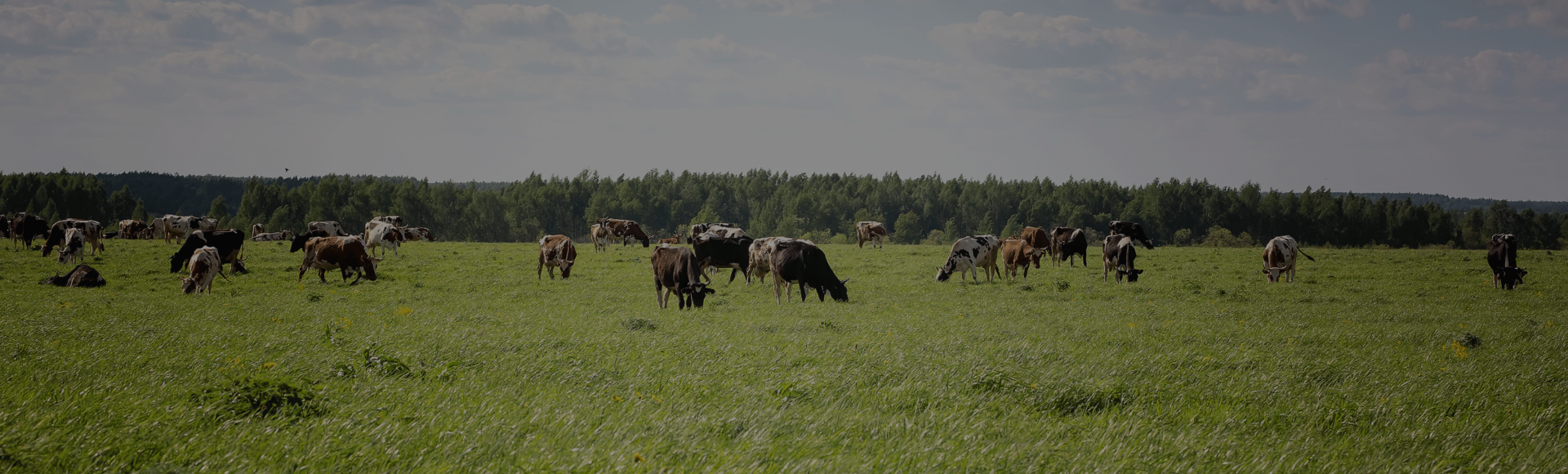 cows-in-field